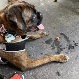 a boxer dog laying on the ground