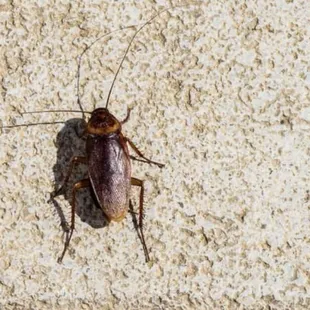 Roaches in bedroom