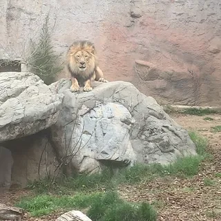 P P.