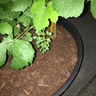 We are growing grapes here at Vintner&apos;s! Come taste our wine!