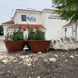 Viola&apos;s