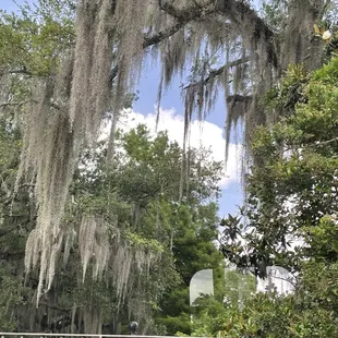 Spanish moss