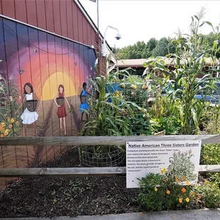 This is the Native American Three Sisters Garden.  Photo taken July 24, 2021.