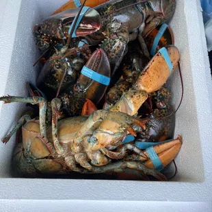 lobsters in a cooler