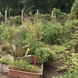 Kitchen Garden