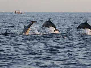 GoKayak! Paddle with a Porpoise