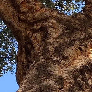 Beautiful cork oak trees between Leveland &amp; Fremont