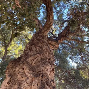 Cork oak trees