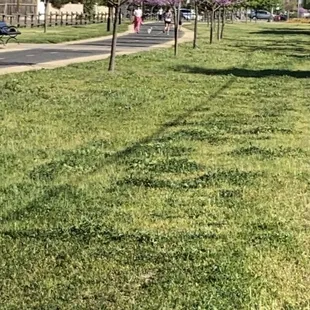 It&apos;s beautiful in the springtime
