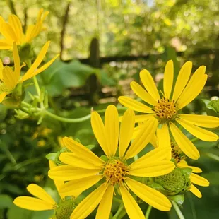 Learn about the beautiful flowers and trees in Virginia.