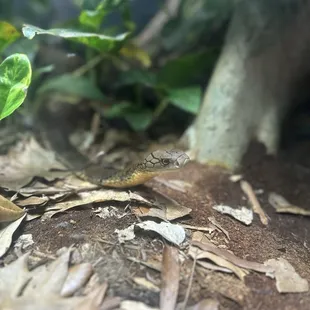 Snake