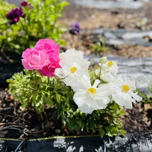 Flowers at the zoo