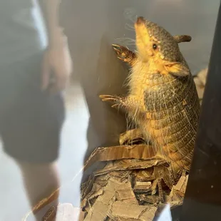 Armadillo