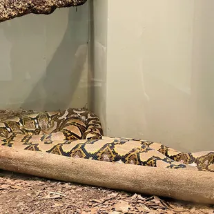Reticulated python
