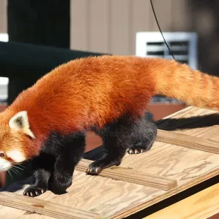 Red Panda