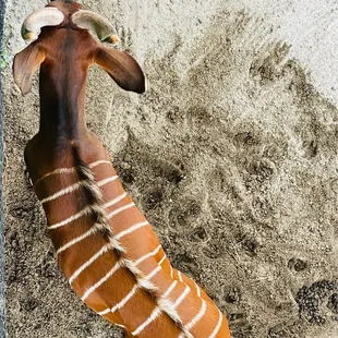 Bongo