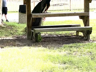 Bluebird Gap Farm