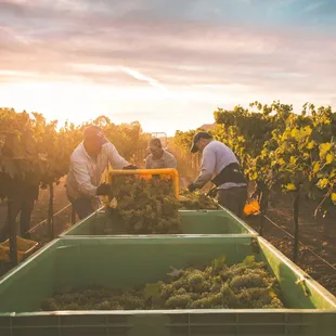 Harvest Time in Lodi, California