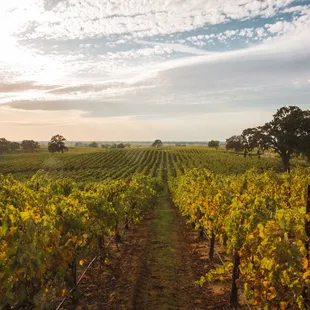 Rolling Vineyards East of Lodi, California
