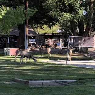 Good morning friends!