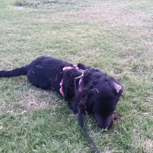 My pup enjoying the grass. A whole lot. Lol.