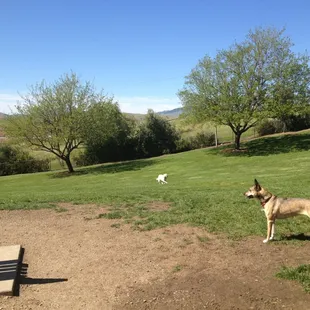 Where dogs are king!