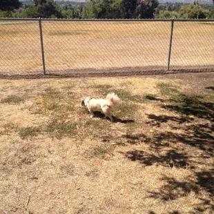 Great fenced in area.