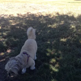 Great trees for shade in the summertime.