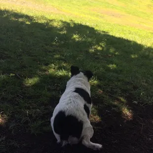 Molly enjoying shade at the dog park and keeping her distance from the pups.