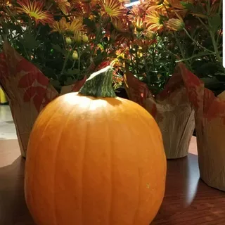 PUMPKIN JOY (available fall season)
