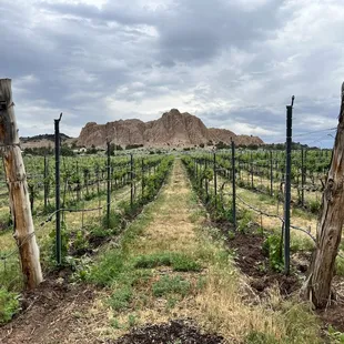 Vineyard