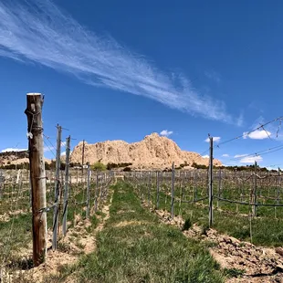 a vineyard in the foreground with a mountain in the background