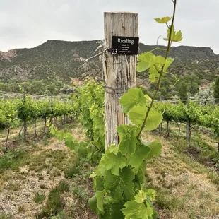 Riesling vines