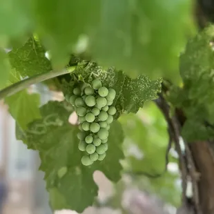a bunch of grapes on the vine