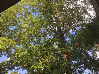 Cottage Inn Mediteranean Cuisine