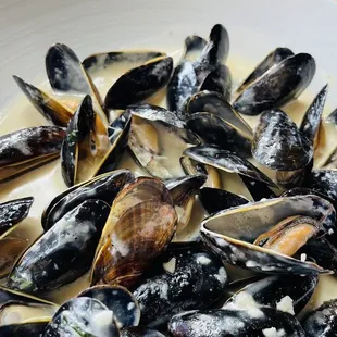 shellfish, mussels, food, oysters, oysters and mussels