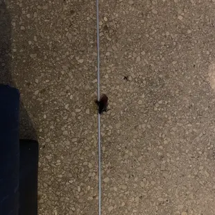 Roach we killed in restaurant