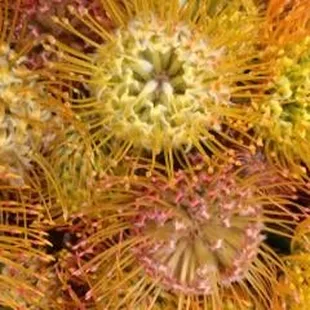 Funeral Wreath Shop - Flowers in Honolulu
