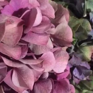 Hawaii Flower Shop - Volcano Orchids