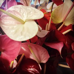 Anthuriums