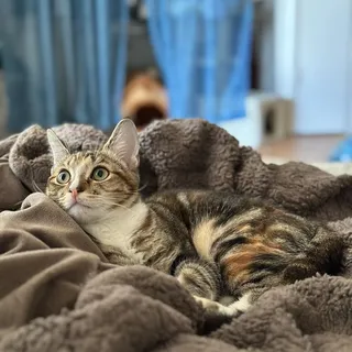 思维