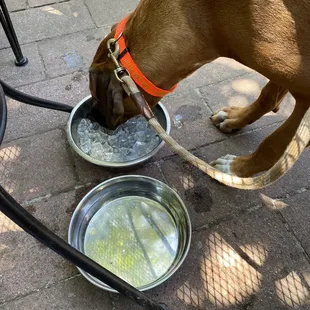 Our puppy was teething and our awesome waitress brought us ice for Hubert (and brought water for him when they brought us water)