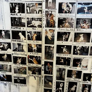 dog photo wall