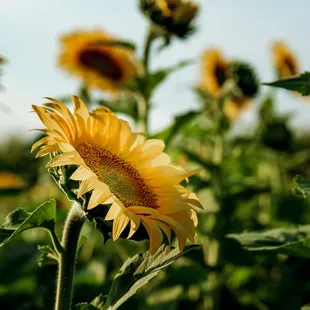 Sunflowers at Von Bergen's Sunflower Festival