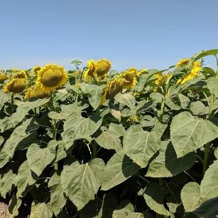Sunflower Maze