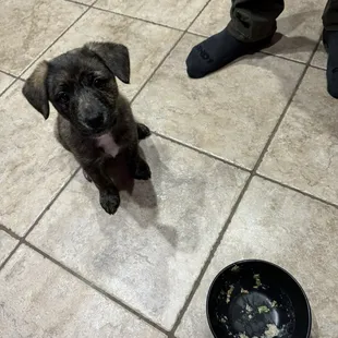 Our puppy loved their beef and green bean dog food!