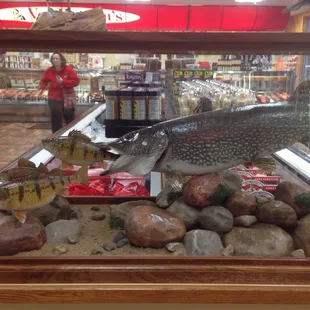 Love the fish display