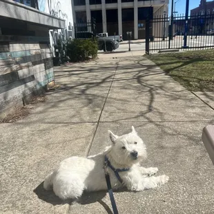 Dog friendly outdoor patio