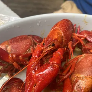 a bowl full of lobsters