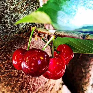 The best cherries I've EVER tasted! My negative nelly husband even had to admit!